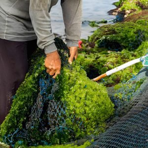 seaweed-farming-image