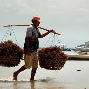 seaweed-growth-2-image