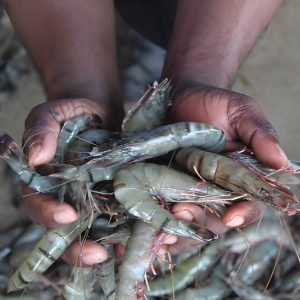 shrimp-farming-image